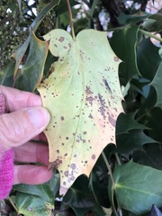 Calonectria