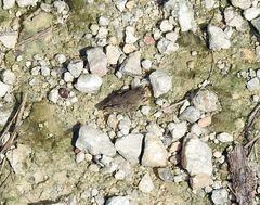 Paratettix mexicanus