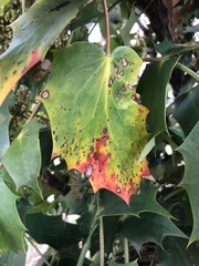 Calonectria