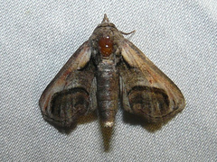 Paectes oculatrix