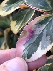 Cercospora