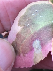 Cercospora