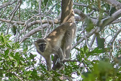Chlorocebus tantalus
