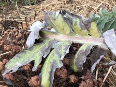 Botrytis