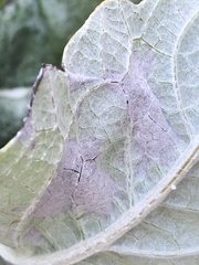 Botrytis