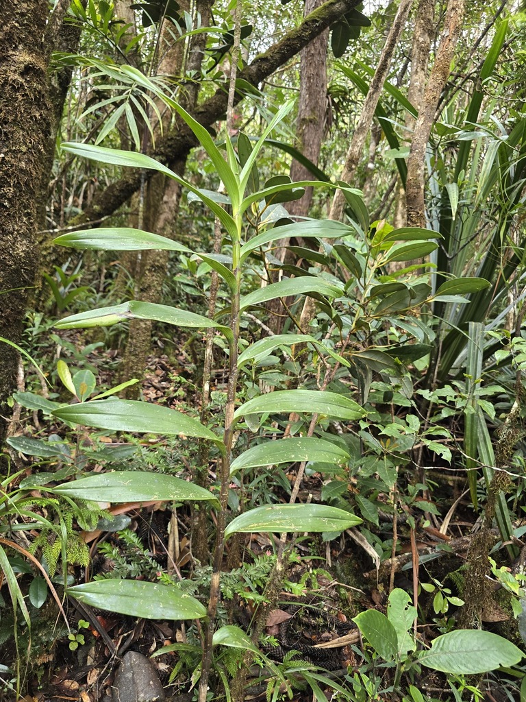 Dendrobium deplanchei Rchb.f. 2