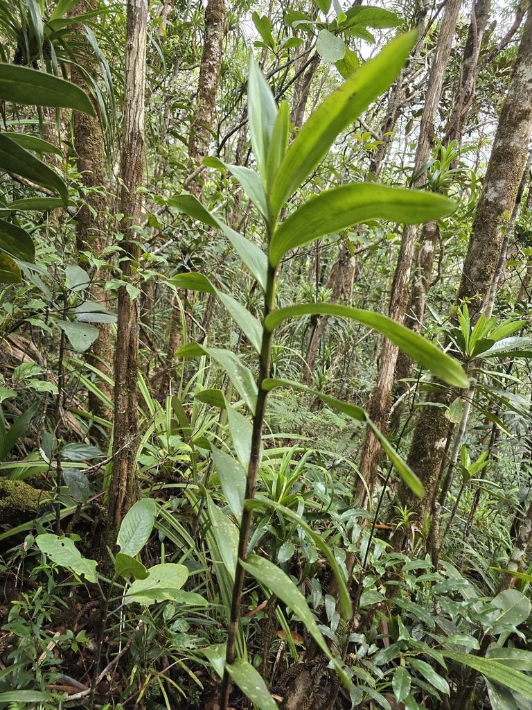 Dendrobium deplanchei Rchb.f.