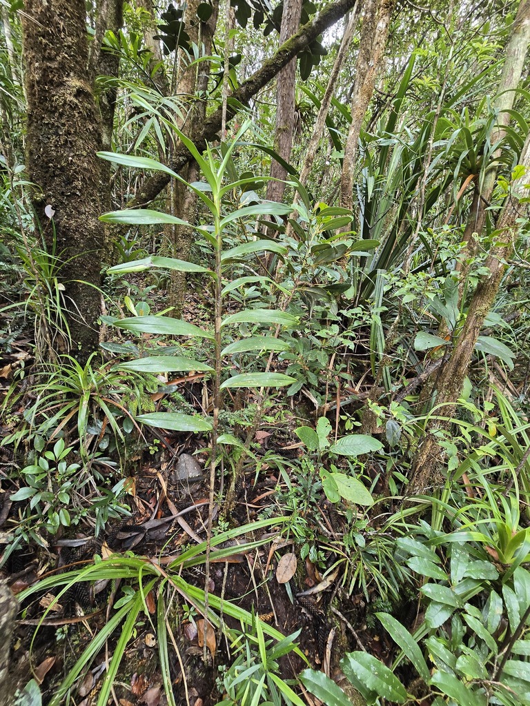 Dendrobium deplanchei Rchb.f. 3