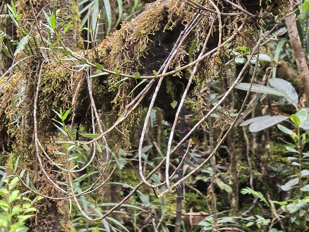 Dendrobium cleistogamum Schltr. 2