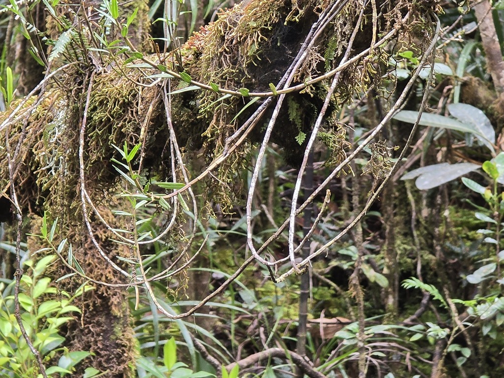 Dendrobium cleistogamum Schltr. 3