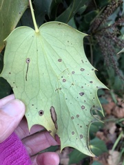 Calonectria