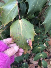 Calonectria
