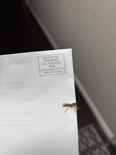 Unknown species found near Four Seasons Ct NE, Salem, OR, US