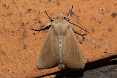 Ichneutica blenheimensis