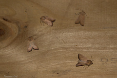 Ichneutica blenheimensis