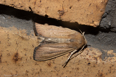 Ichneutica blenheimensis