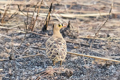 Pterocles quadricinctus