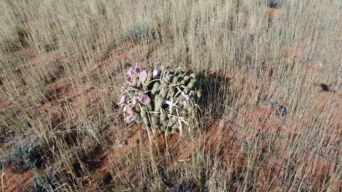 Hoodia gordonii