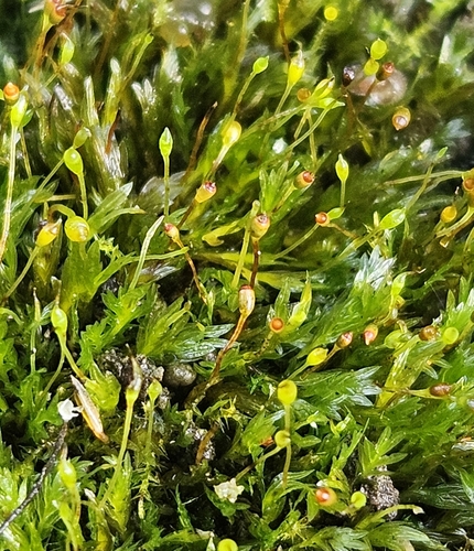 Fissidens crassipes observed 2025-10-29