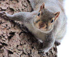 Sciurus carolinensis