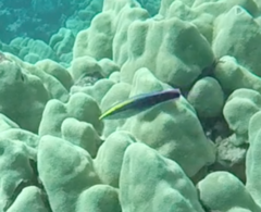 Labroides phthirophagus