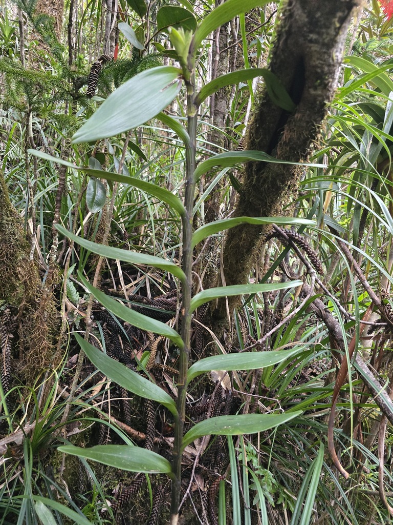 Dendrobium deplanchei Rchb.f. 4