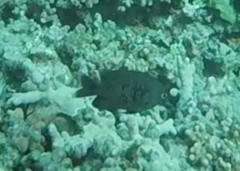 Plectroglyphidodon marginatus