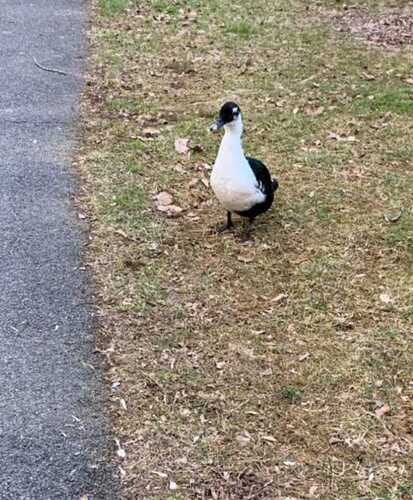 Mallard × Muscovy Duck