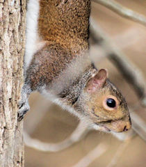 Sciurus carolinensis