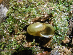 Mesomphix vulgatus