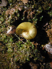 Mesomphix vulgatus