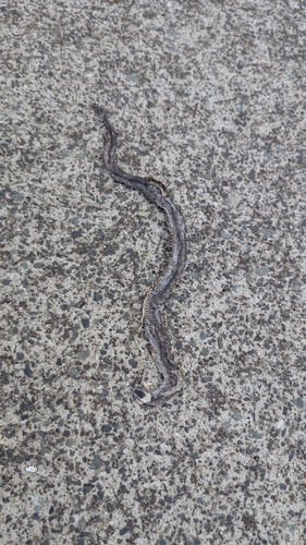 White-crowned Snake sighting