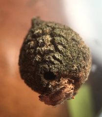 Disholcaspis simulata