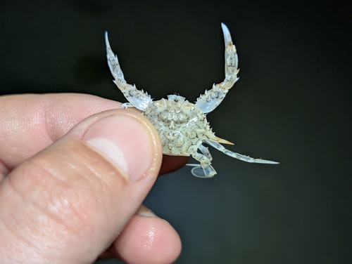 Xiphonectes longispinosus observed 2025-11-04