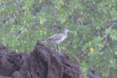 Numenius phaeopus