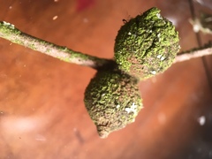 Disholcaspis simulata