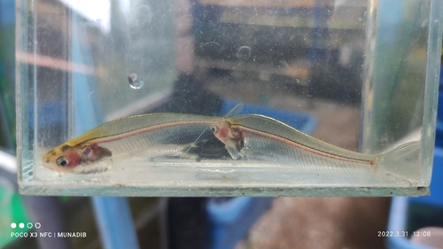 Kryptopterus vitreolus