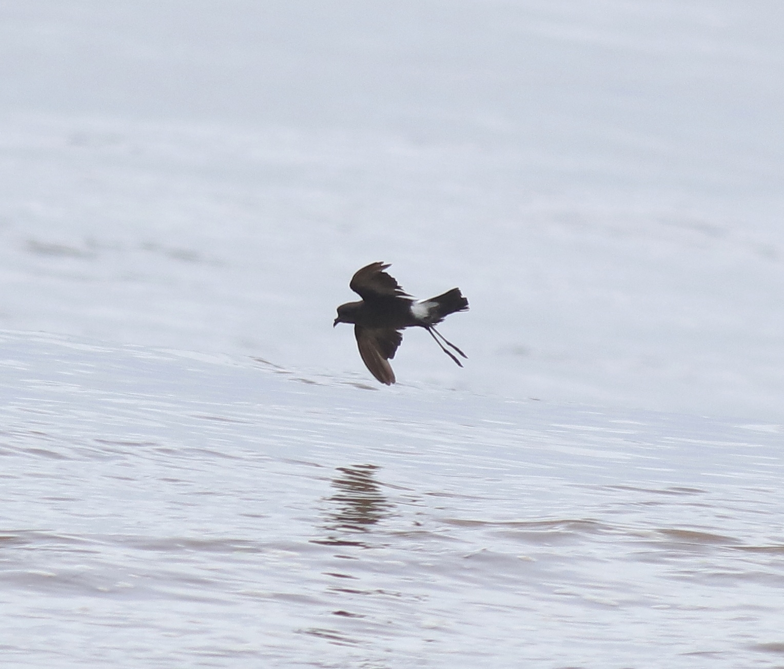 Wilson's Storm Petrel