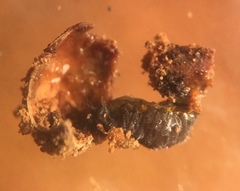 Disholcaspis simulata