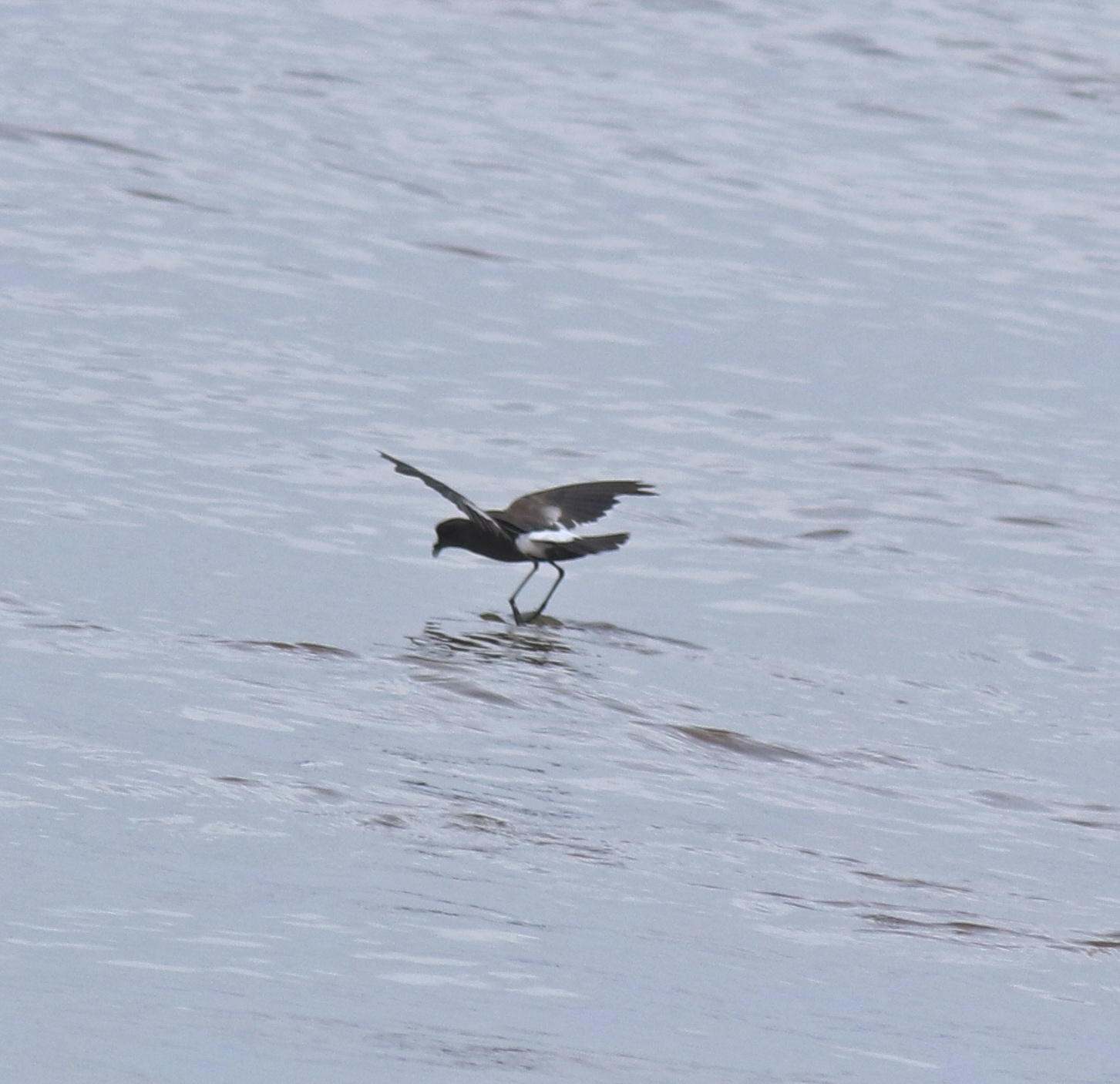 Wilson's Storm Petrel