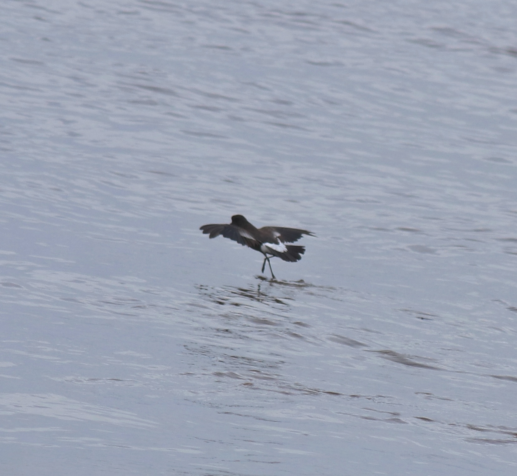 Wilson's Storm Petrel