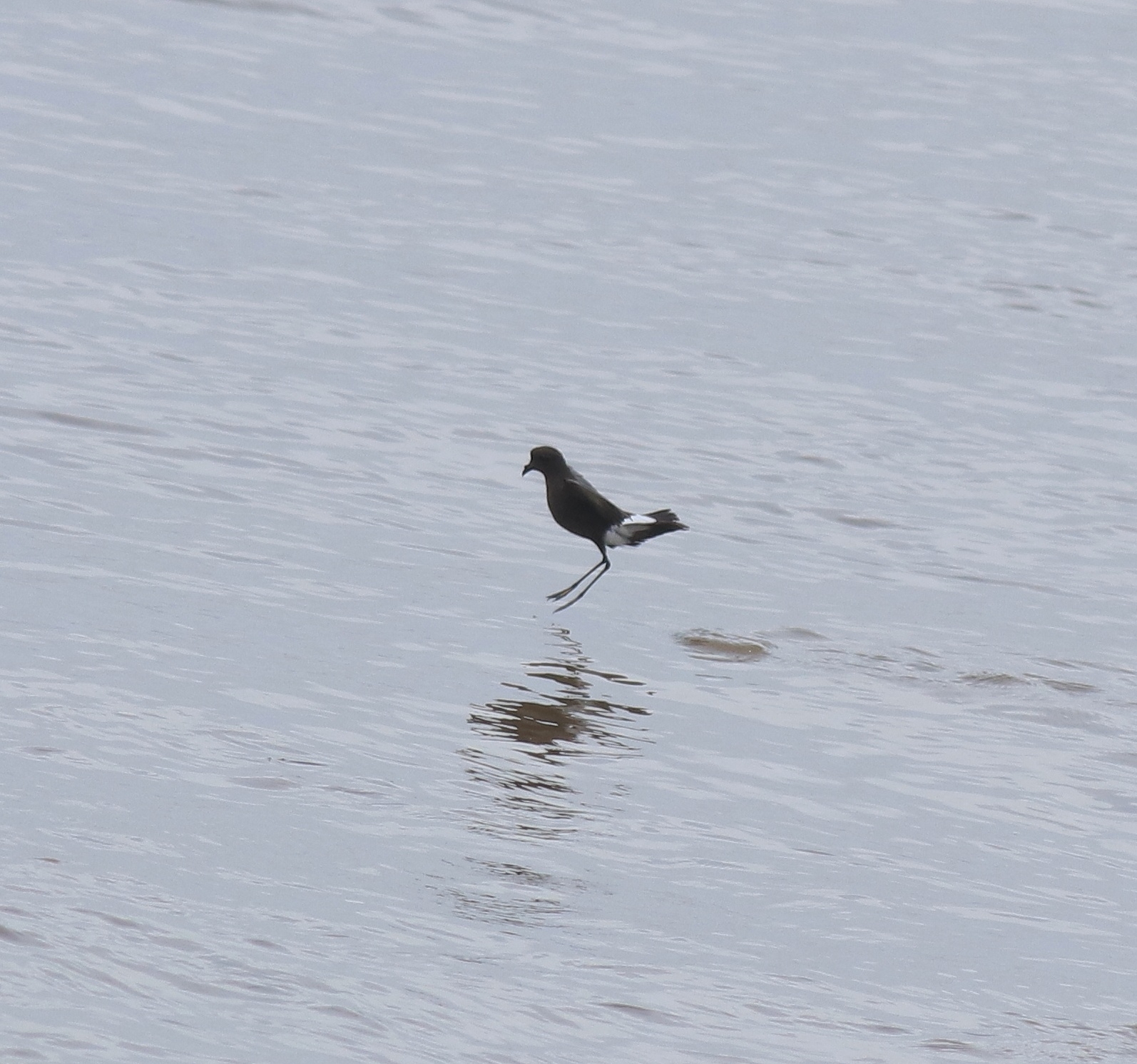Wilson's Storm Petrel