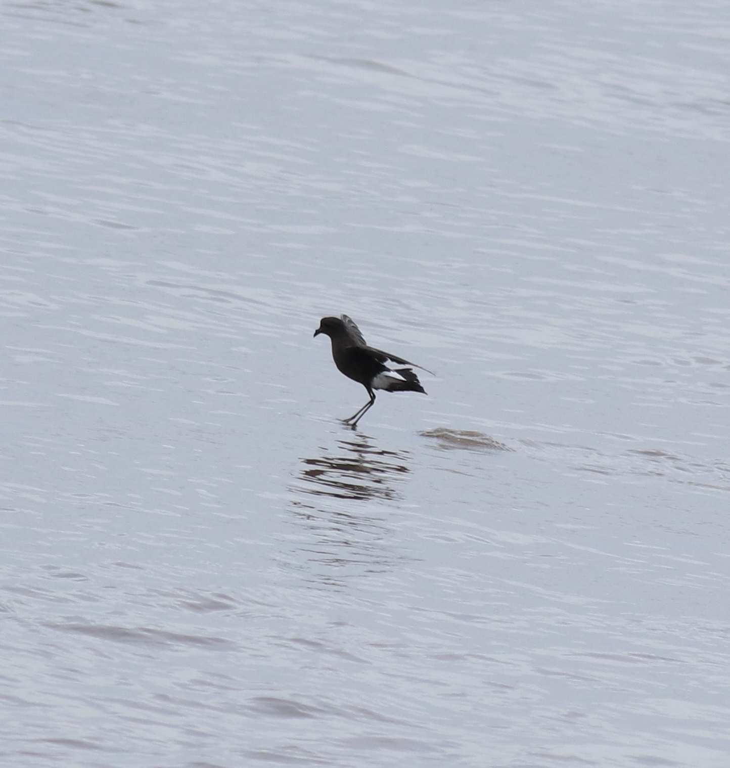 Wilson's Storm Petrel
