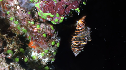 Latirus amplustre observed 2025-10-12