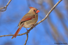 Cardinalis cardinalis