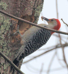 Melanerpes carolinus