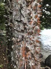 Pochota fendleri
