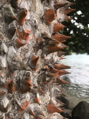 Pochota fendleri