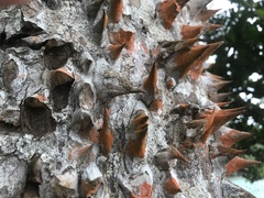 Pochota fendleri