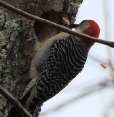 Melanerpes carolinus